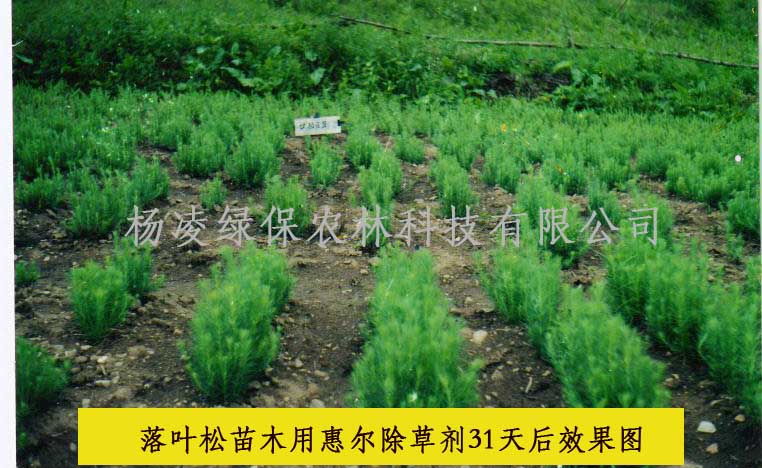 苗圃雜草防治工程